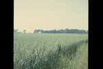 026 - Flax Field (-1x-1, -1 bytes)