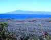 Pineapple fields with Molokai in the back.