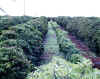 Rows of coffee trees at the Kauai Coffee Company