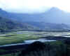 Hanalei Valley with Taro fields