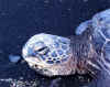 This fellow was sunning himself on the black sand beach.