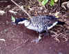 No No, not Canadian, Ne Ne (Hawaiian Goose)