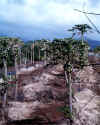 Papaya Trees