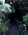 Entrance to Thurston Lava Tube