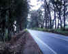 Tree Tunnel